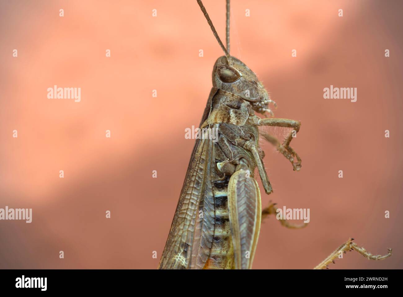 Grasshopper (Orthoptera, Caelifera) hanging in a cobweb of a spider, macro photography, insects Stock Photo