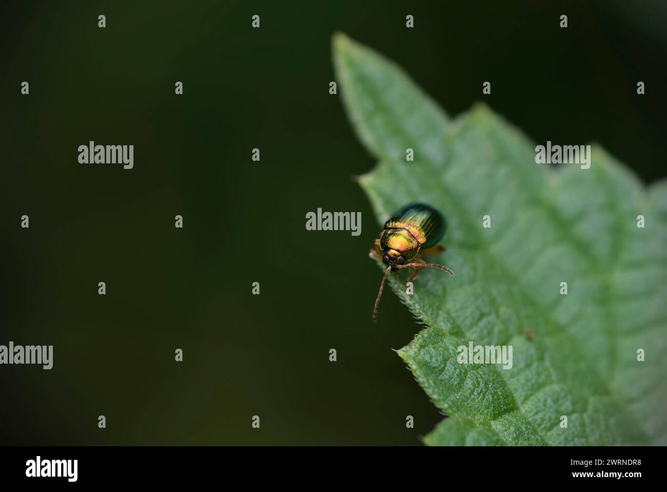Single leaf beetle (Crepidodera sp.) on a leaf, Macro photography, insects, beetles, closeup, biodiversity Stock Photo