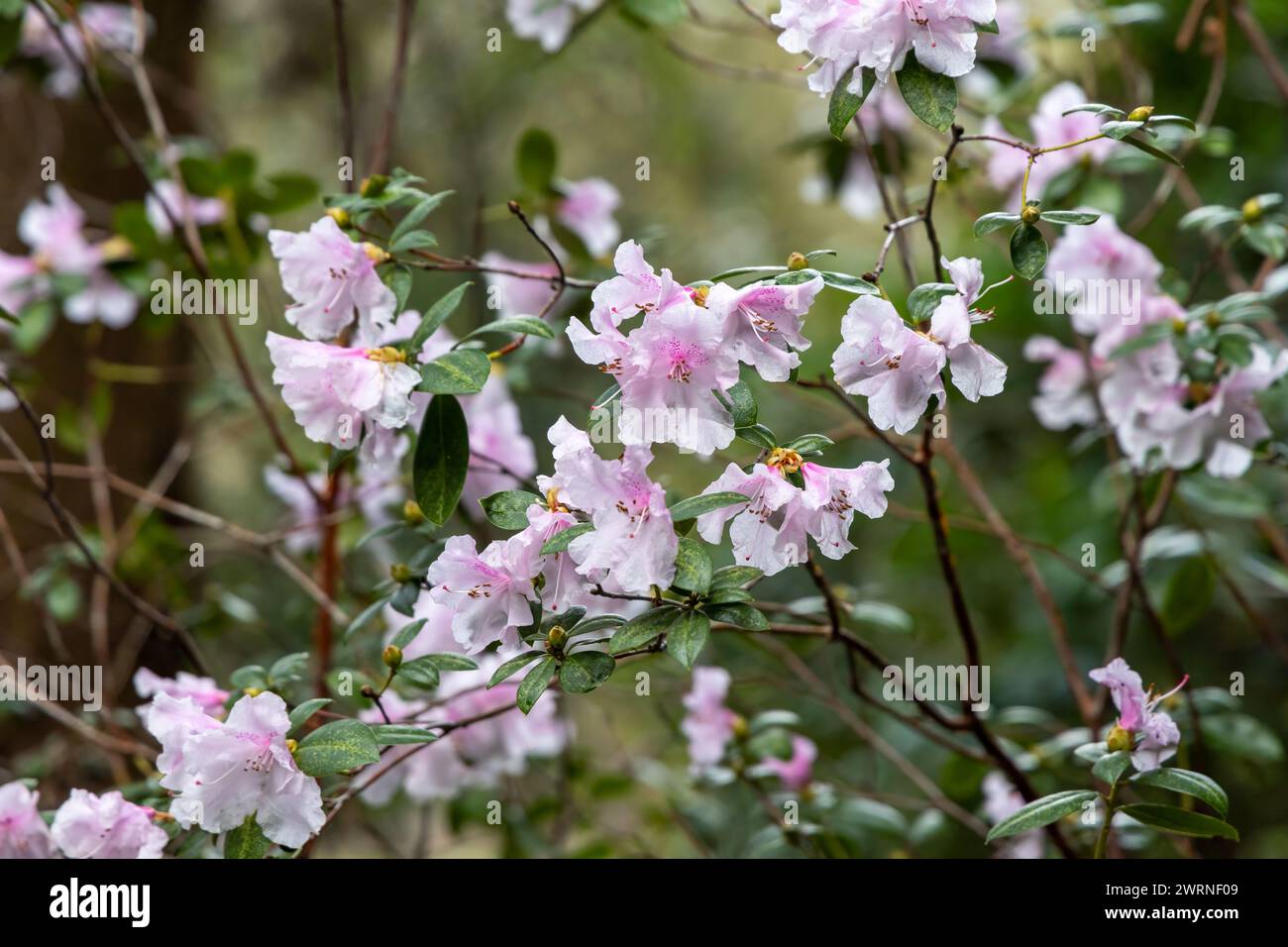A bird perched on a blooming tree branch Stock Photo - Alamy