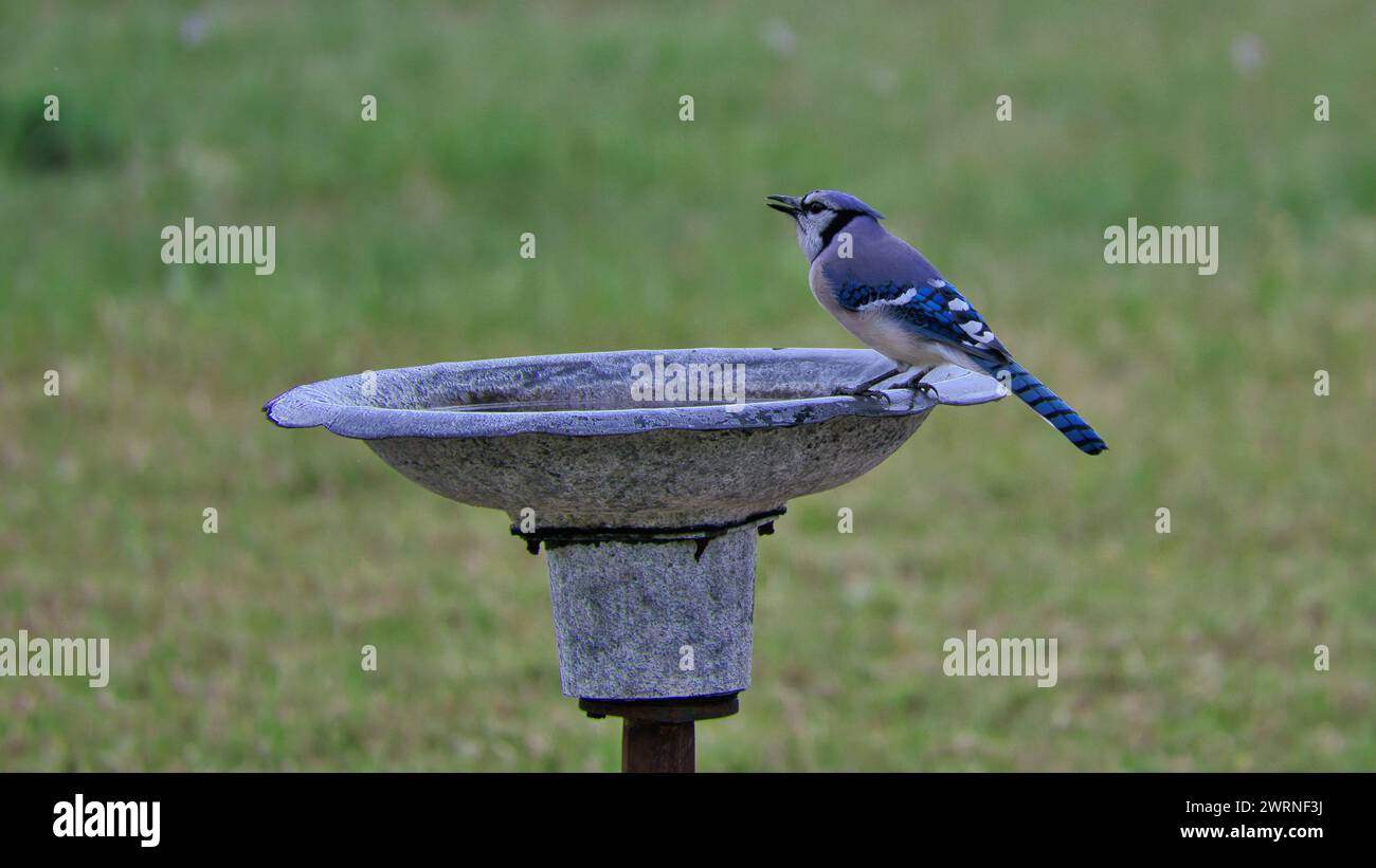 Blue jay perched on bird bath on metal pole Stock Photo