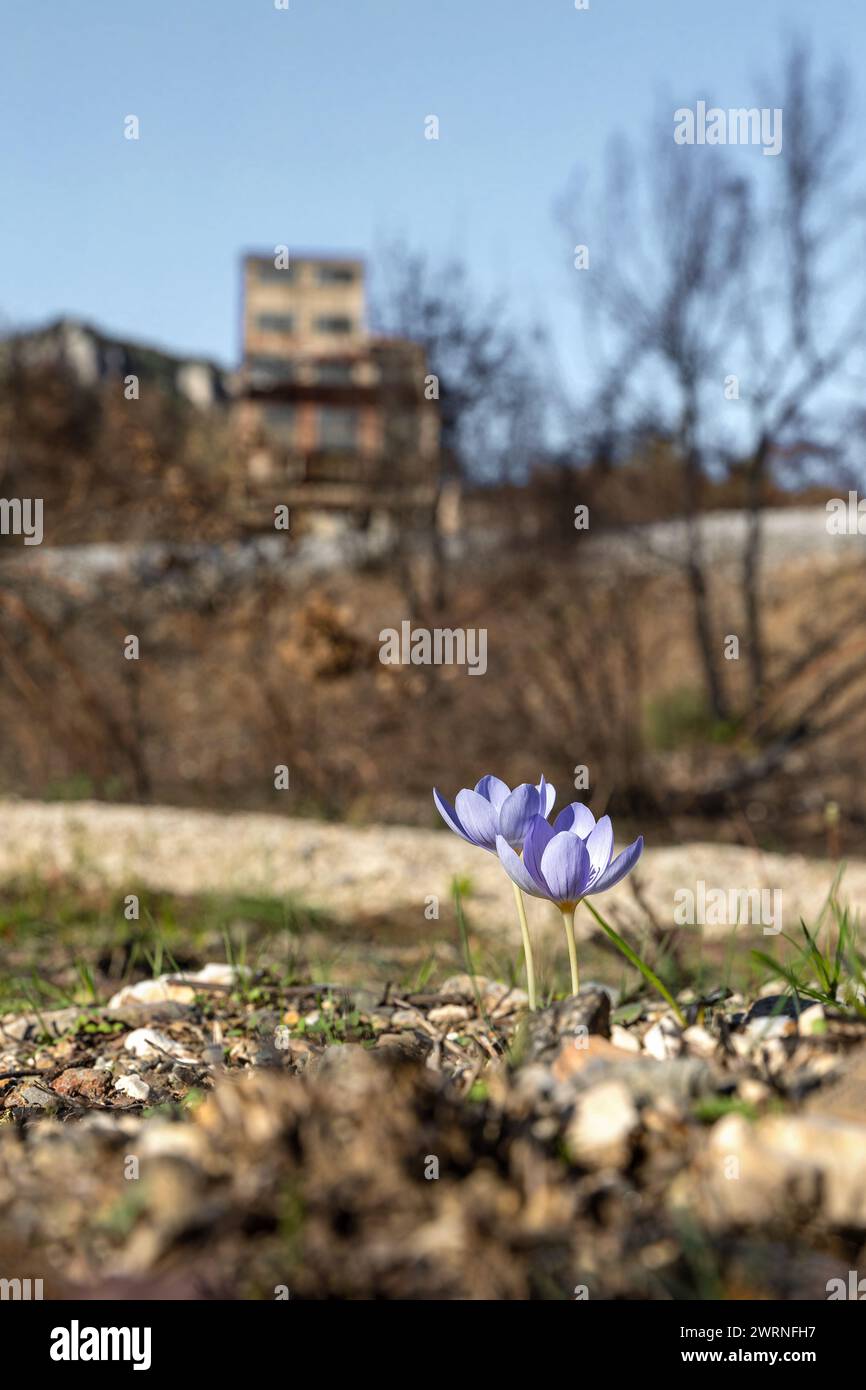 Crocus pulchellus or hairy crocus early spring purple flower after the wildfires, near zinc mines Kirki Evros Greece, nature reborn Stock Photo