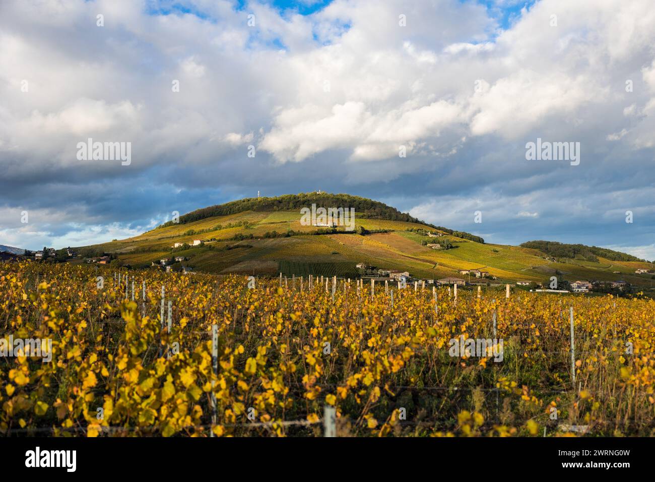 Mont Brouilly, couvert de vignes du Beaujolais colorées par l’automne, sous les nuages mais éclairé par un soleil rasant Stock Photo