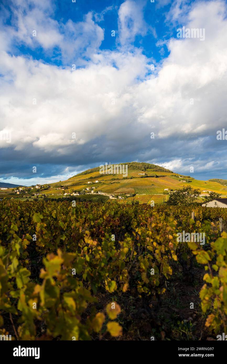 Mont Brouilly, couvert de vignes du Beaujolais colorées par l’automne, sous les nuages mais éclairé par un soleil rasant Stock Photo