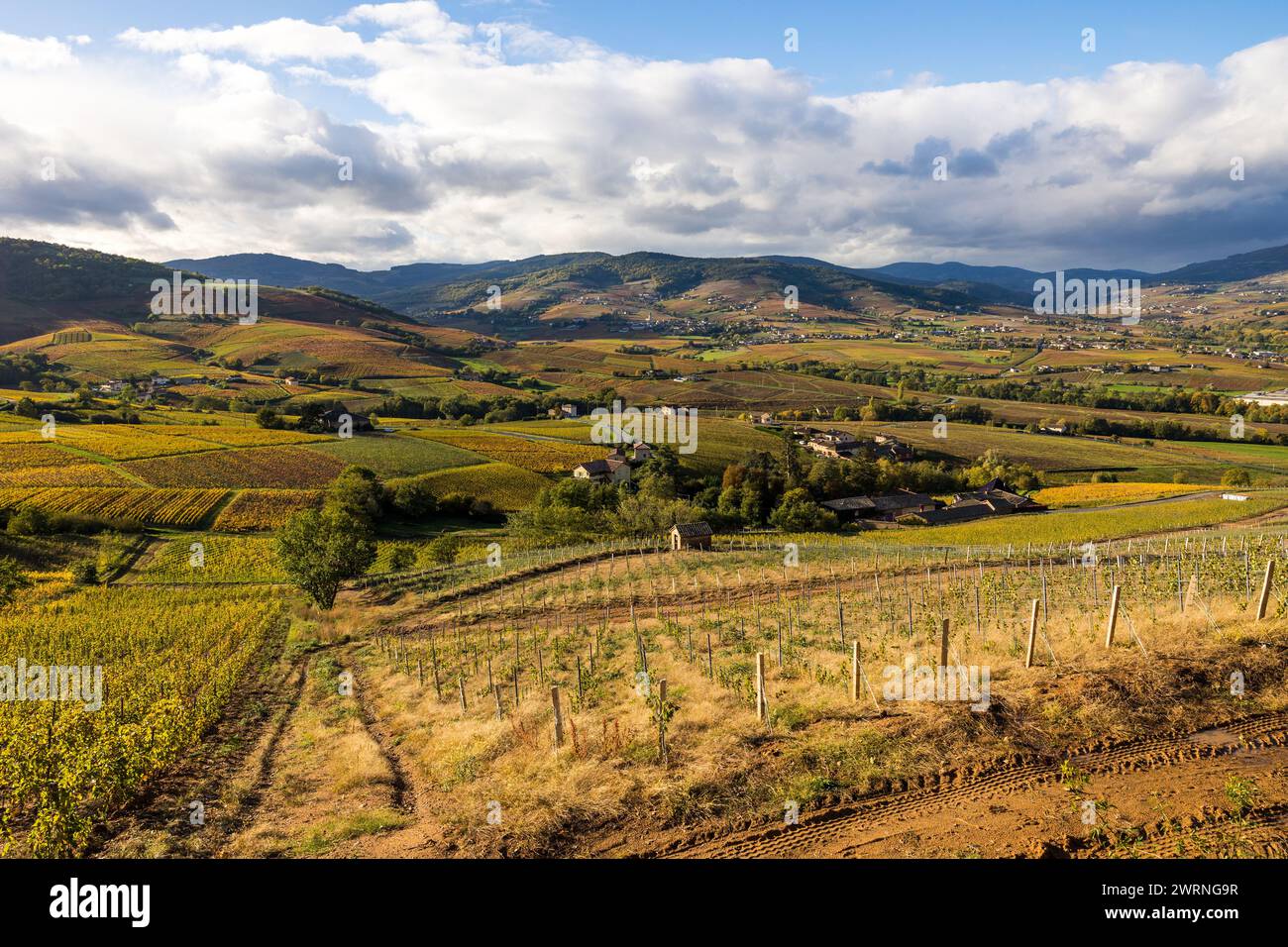 Panorama sur les monts et les vignes du Beaujolais depuis les flancs du Mont Brouilly Stock Photo