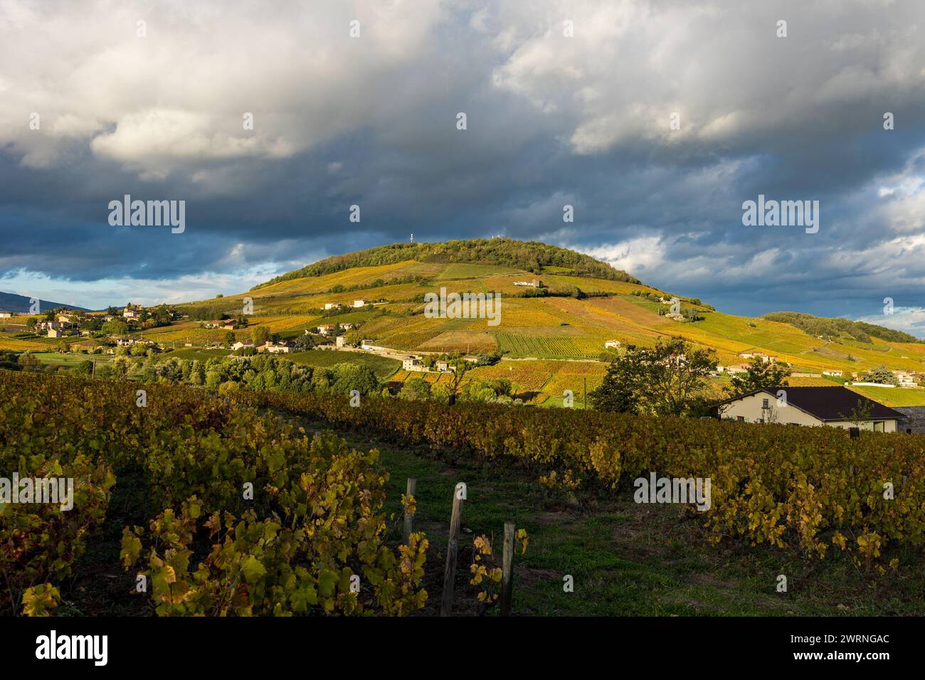 Mont Brouilly, couvert de vignes du Beaujolais colorées par l’automne, sous les nuages mais éclairé par un soleil rasant Stock Photo