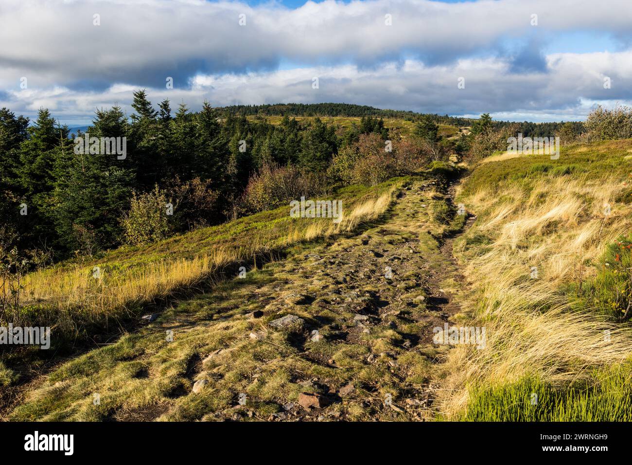 Chemin de randonnée des Crêts du Pilat à l’automne entre les landes ...