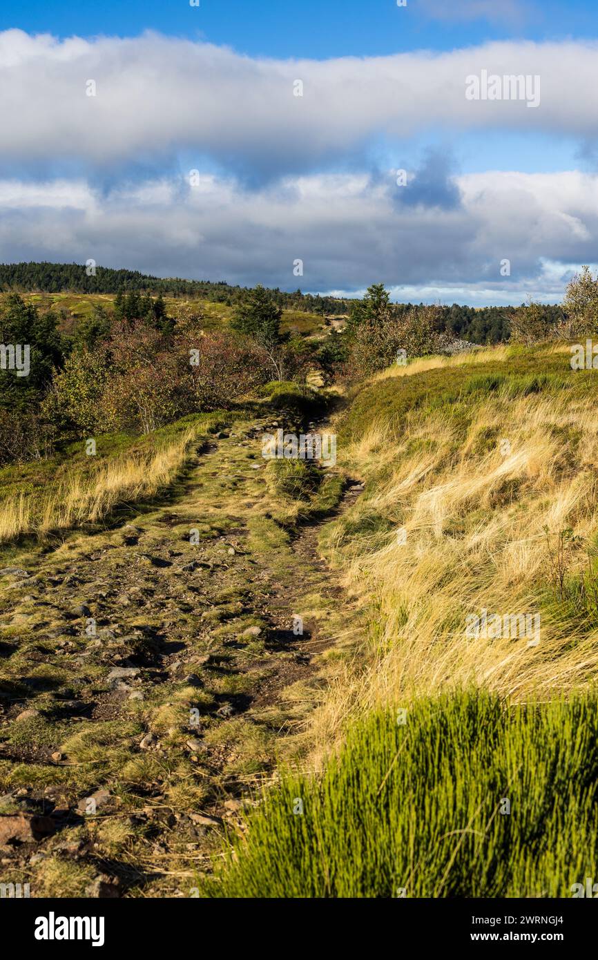 Chemin de randonnée des Crêts du Pilat à l’automne entre les landes ...