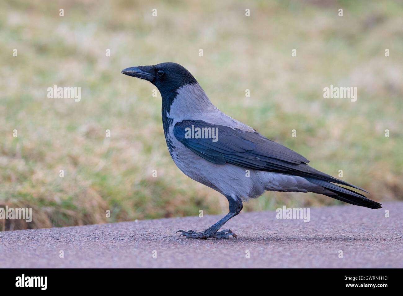 Scots Crows Birds of scottish islands hi-res stock photography and images - Alamy