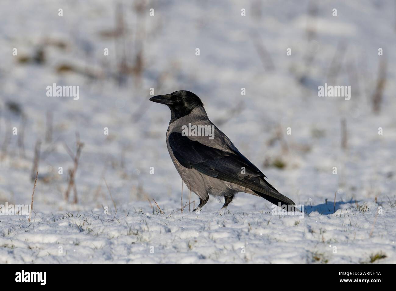Scots Crows Hooded Crow (Corvus cornix) in the snow, Scottish Island, Scotland ...