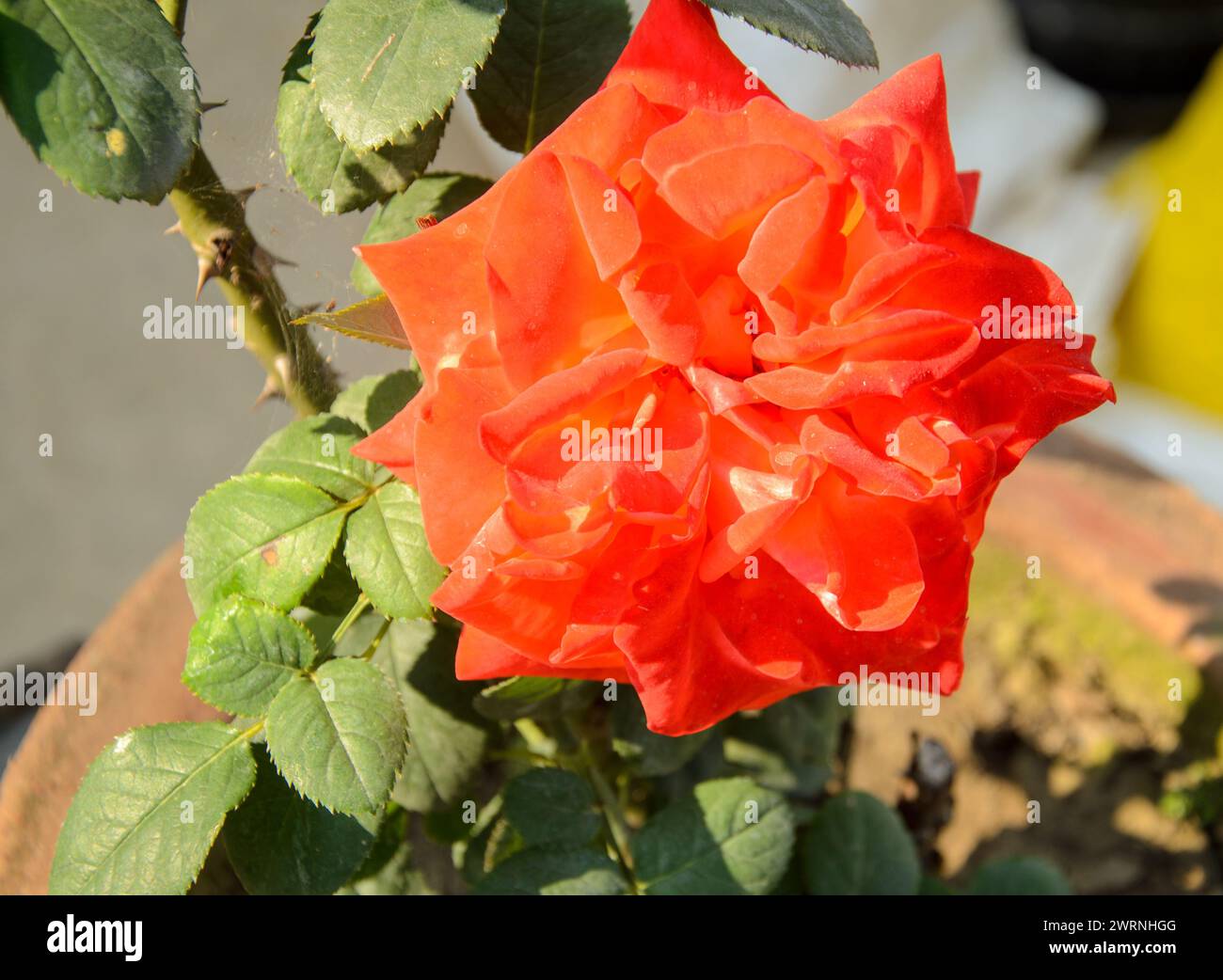 Rosa Louis die Fines (aka Firestorm) is an orange hybrid tea rose, bred by Marie-Louise McMillan before 1987. Stock Photo