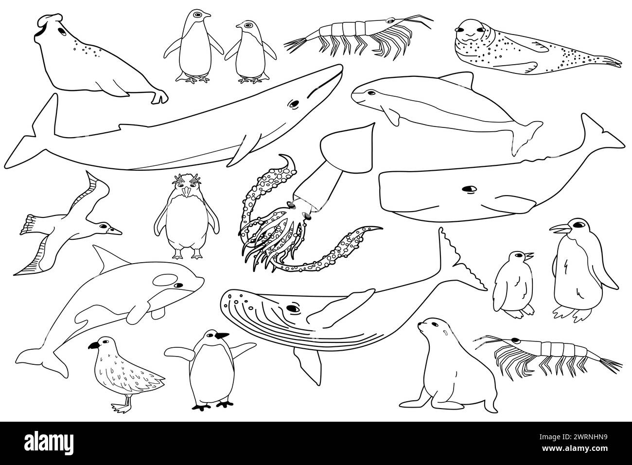 Vector black white line set of animals in Antarctica. Hand drawn outline collection of whales, penguins, skua, krill, seals, porpoise. Stock Vector