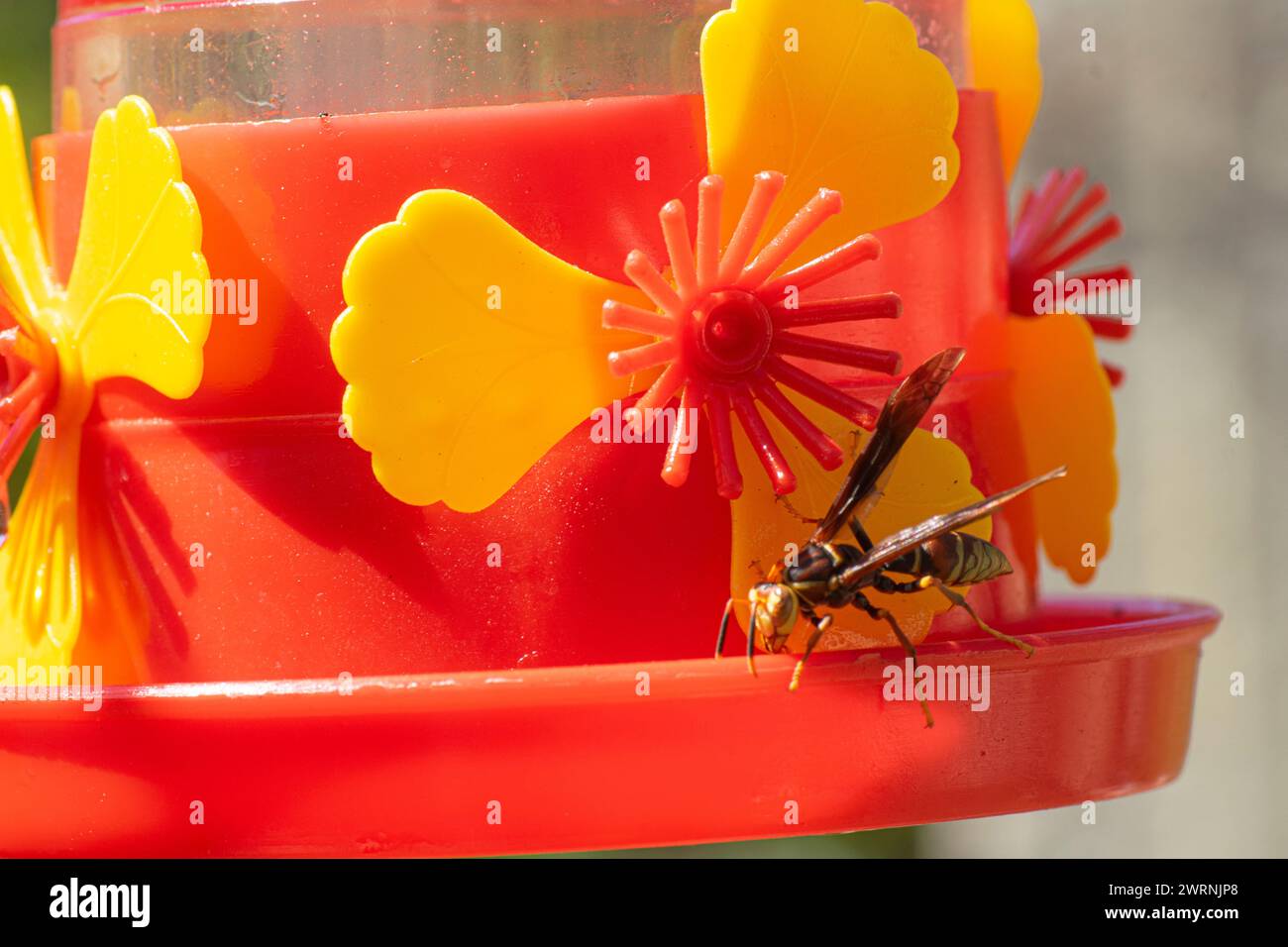 Paper wasp drinking water from a feeder Stock Photo - Alamy