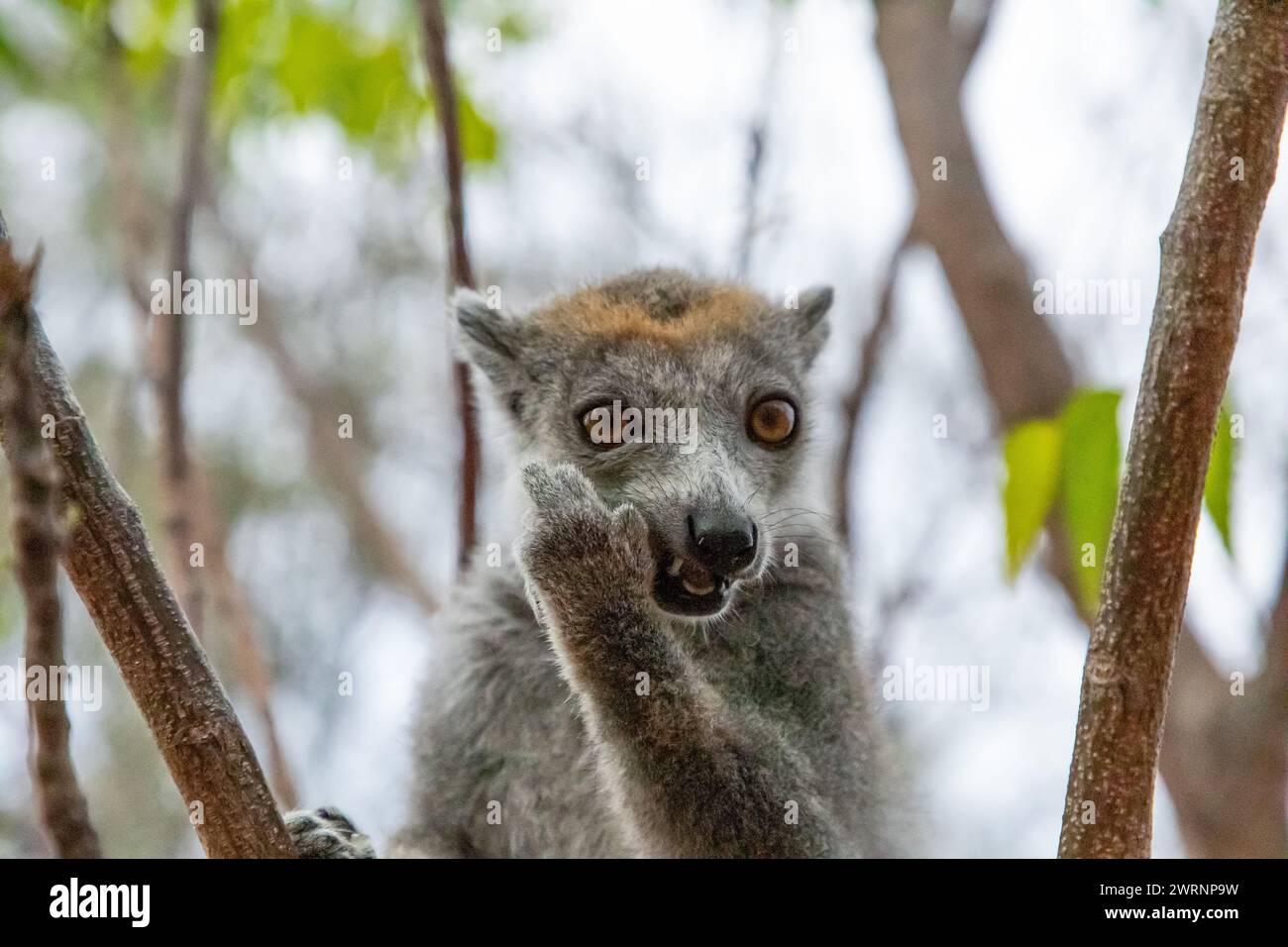Eulemur coronatus, Crowned Lemur, graces Madagascar's forests with its regal presence. arboreal primate, with its distinctive crown, adds touch of roy Stock Photo