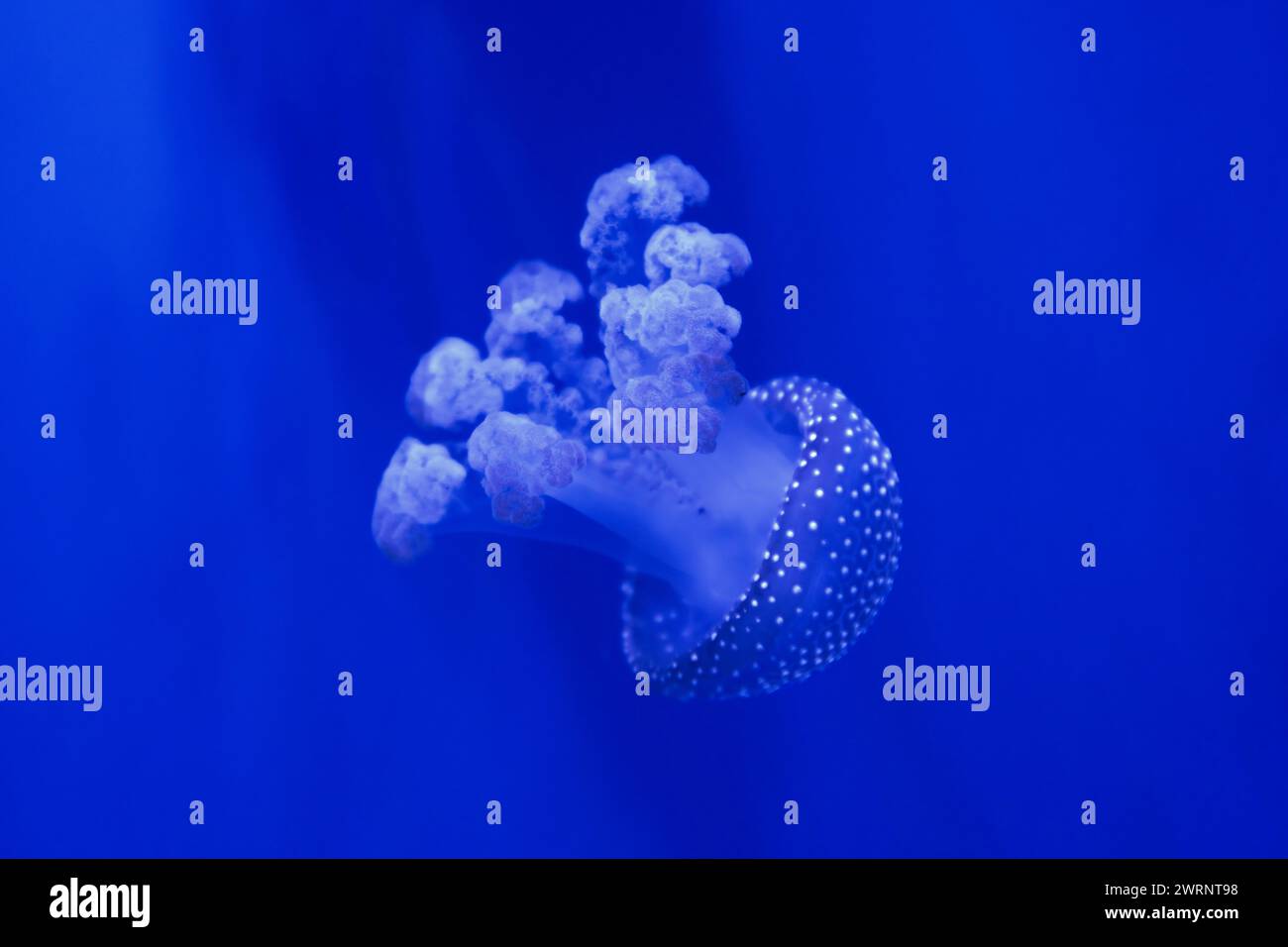 Phyllorhiza punctata also known as the floating bell, or Australian ...