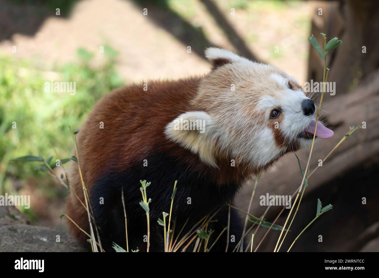 The red panda, also called the lesser panda, the red bear-cat, and the red cat-bear, a mammal native to the eastern Himalayas and southwestern China. Stock Photo