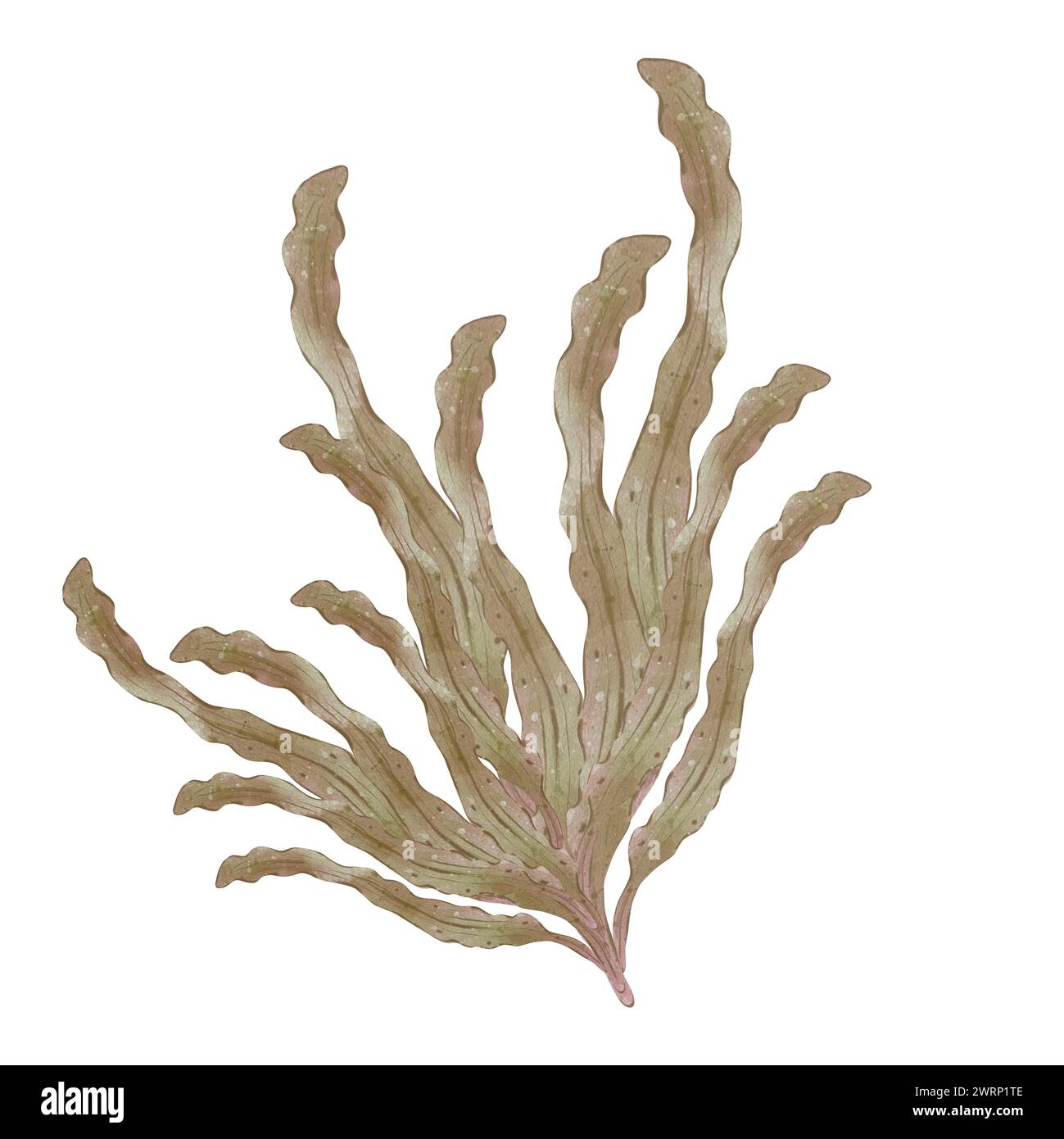 Watercolor branch of seaweed. Underwater sea plant isolated on white background. Organic natural product. The concept of dietary nutrition and healthy Stock Photo