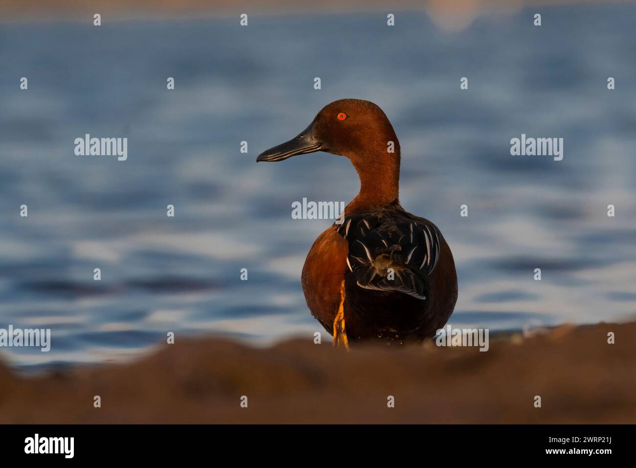 Cinnamon teal in lagoon environment, La Pampa Province, Patagonia, Argentina. Stock Photo