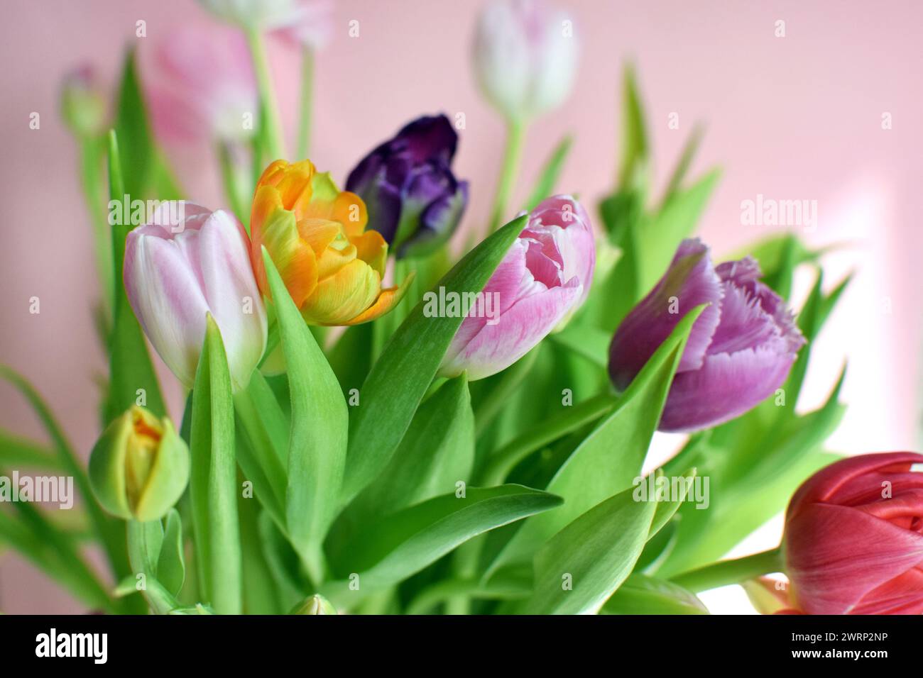 Bouquet of multi-colored tulips with green leaves. Stock Photo
