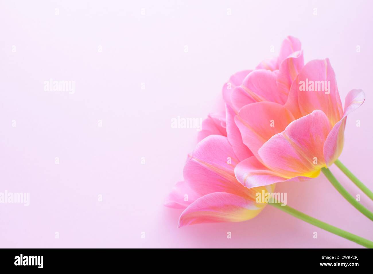 Bouquet of pink spring tulips and place for text for Mother's Day or Women on a pink background. Top view flat style. Stock Photo
