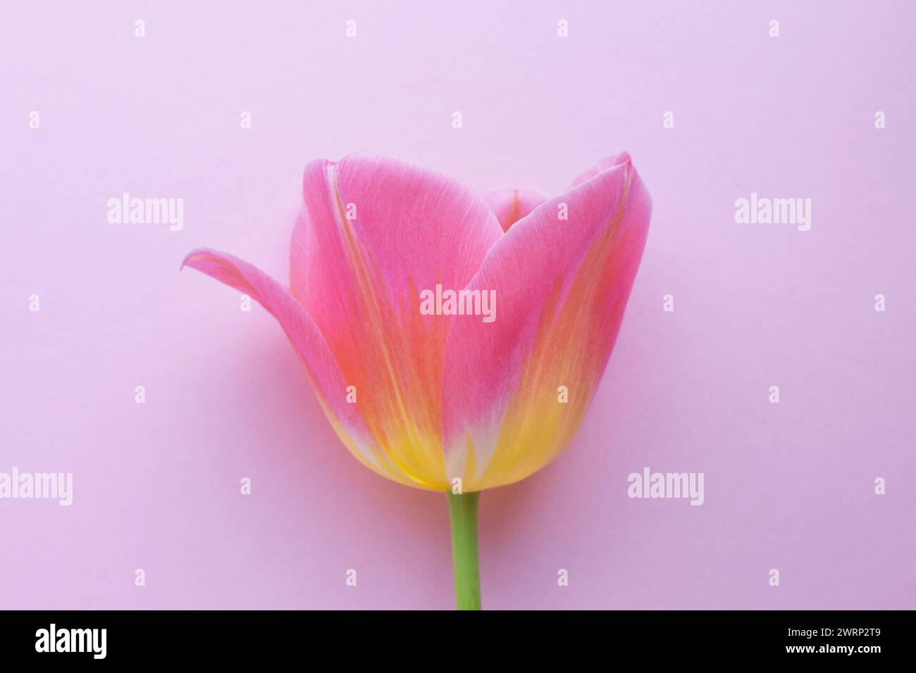 One pink tulip closeup on a pink background Stock Photo