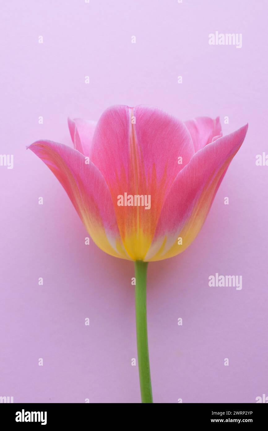 One pink tulip closeup on a pink background Stock Photo