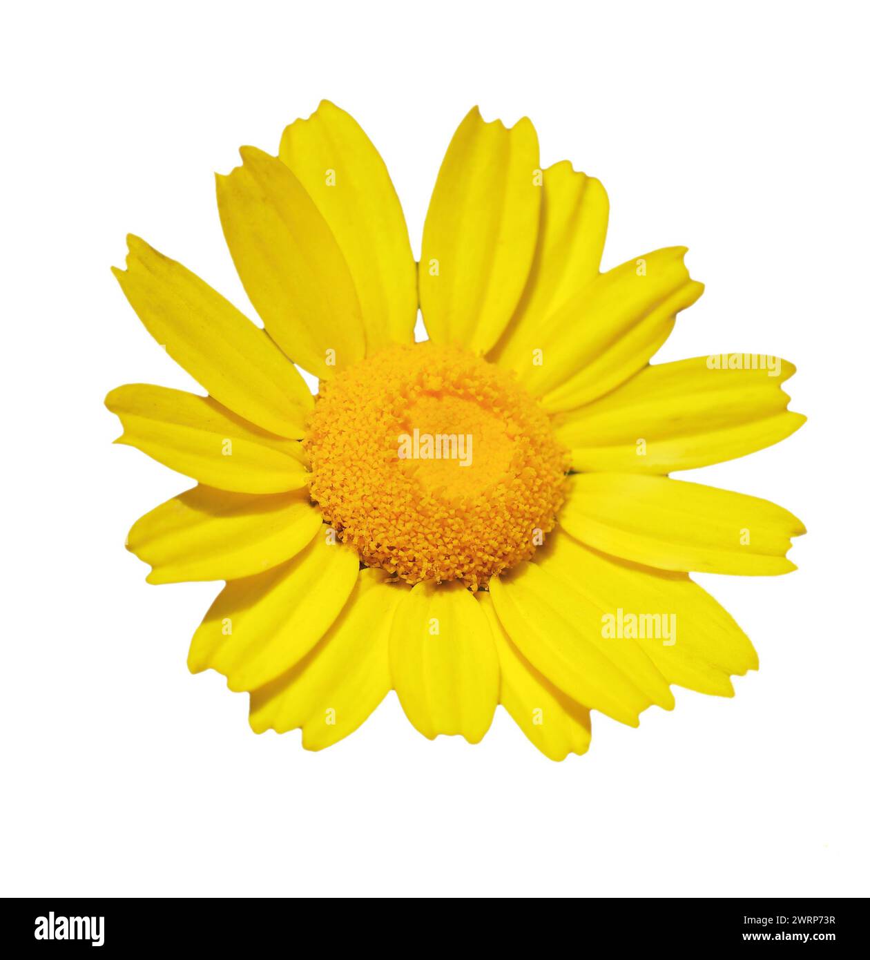 Spring flower, a solitary yellow daisy - Glebionis coronaria or Corn Marigold - Coleostephus myconis isolated on a white background. Selective focus Stock Photo