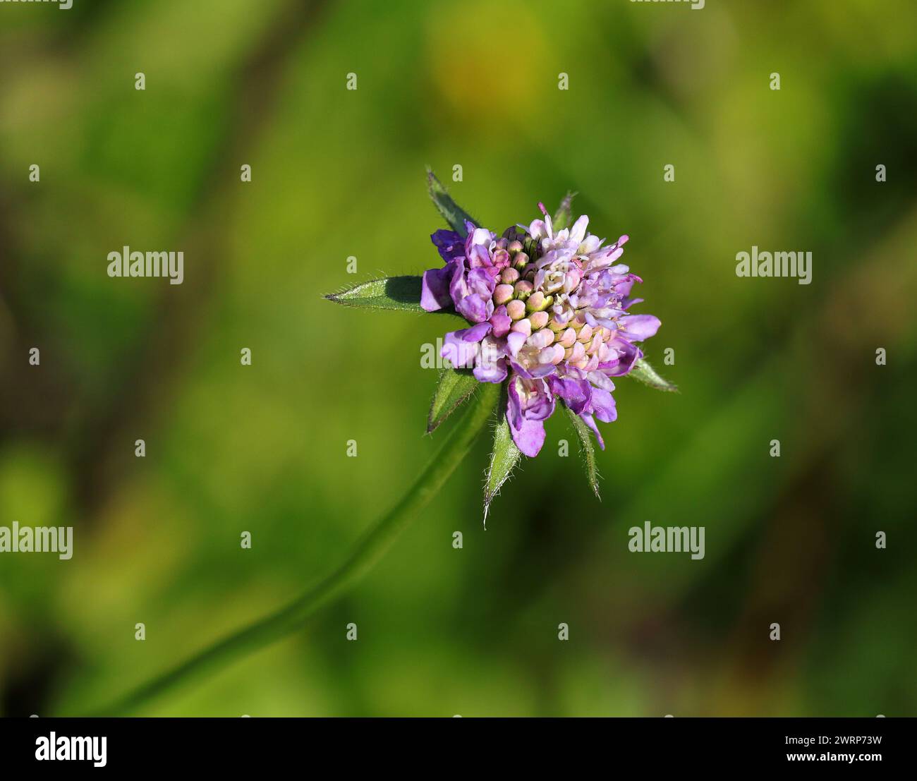 Springtime. Oeiras, Portugal. Wild spring flowers. Pincushion flower or Scabios - (Scabiosa columbaria) growing in natural surroundings. Dipsacaceae Stock Photo