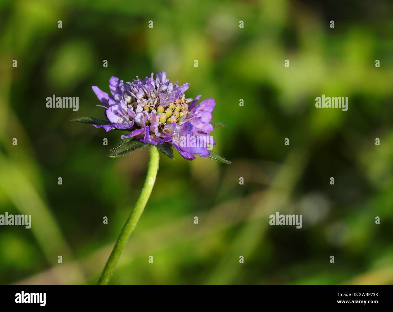 Springtime. Oeiras, Portugal. Wild spring flowers. Pincushion flower or Scabios - (Scabiosa columbaria) growing in natural surroundings. Dipsacaceae Stock Photo