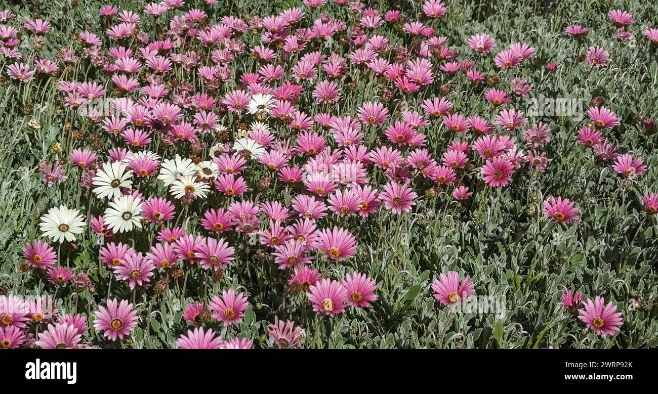A mixture of pink and white African Daisies in a meadow (Arctotis acaulis) flowers Stock Photo