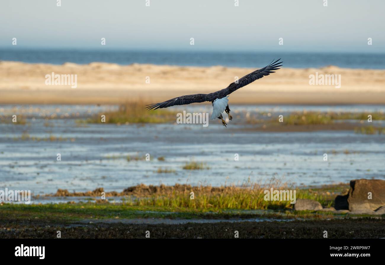 A majestic eagle soaring over salt marsh with beach and ocean in the background Stock Photo