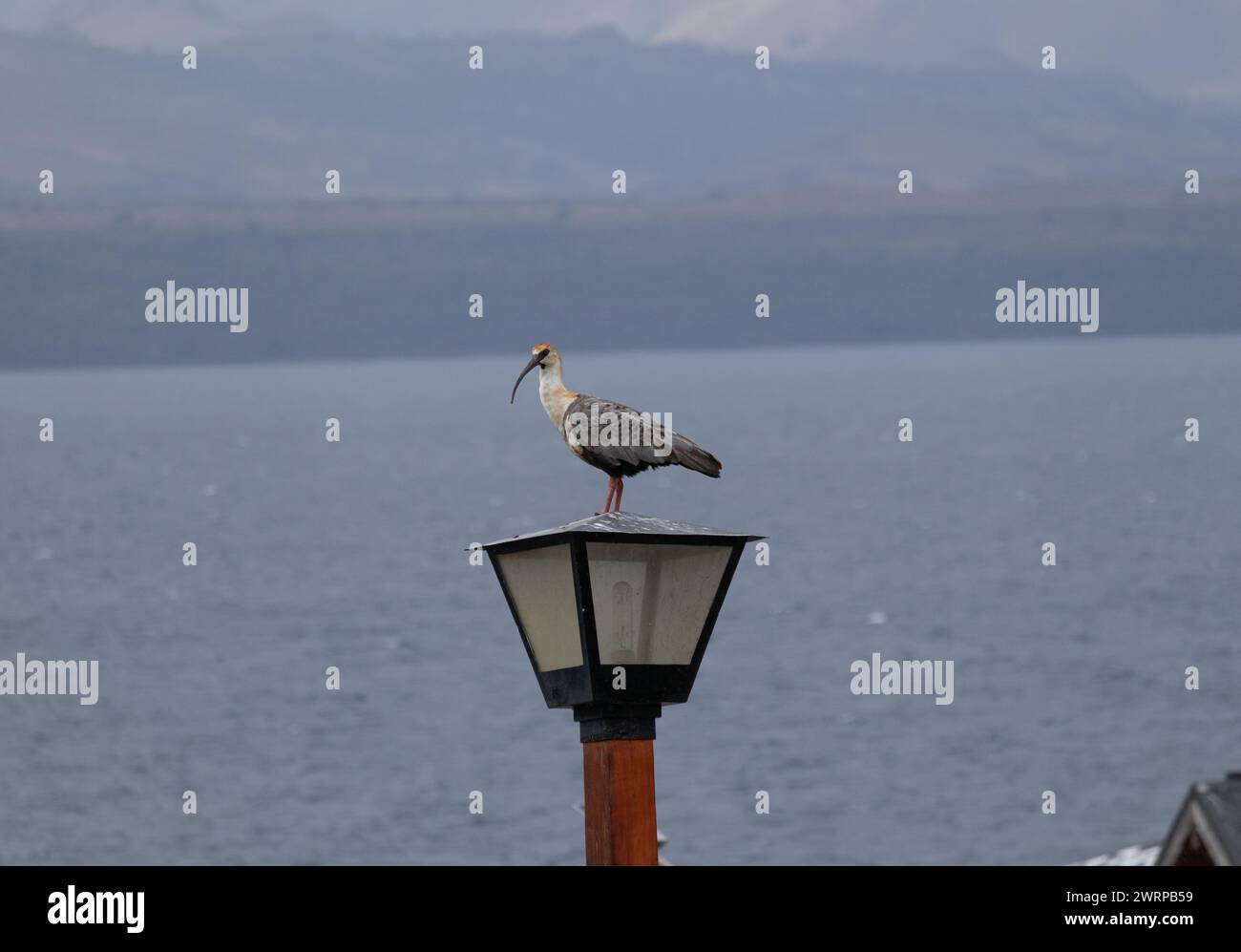 Black faced ibis (Theristicus melanopis) bird standing on a street farol Stock Photo