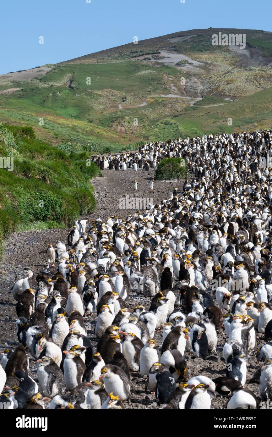 australia-tasmania-macquarie-island-sandy-bay-unesco-royal-penguin