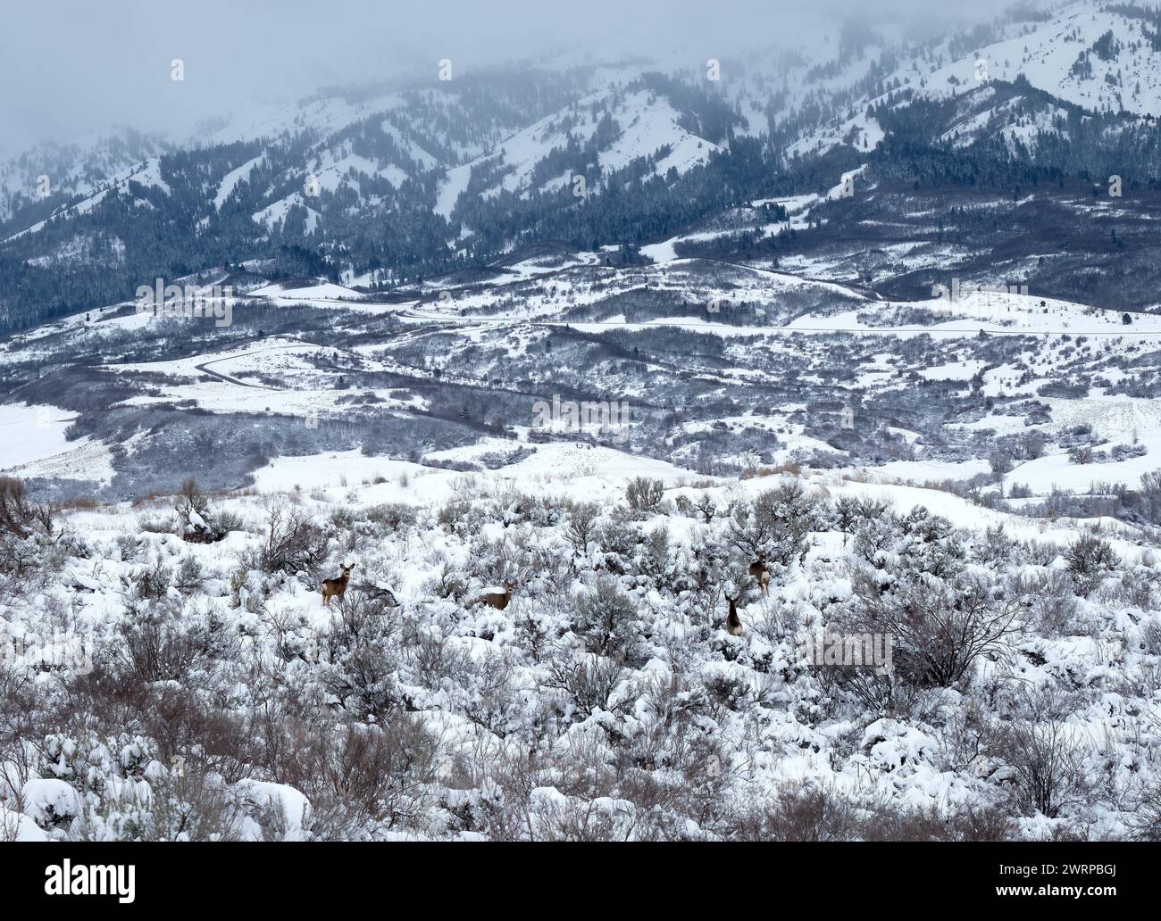 Four mule deer in Mountain Green, Utah. In the background the Wasatch Range of mountains. Stock Photo