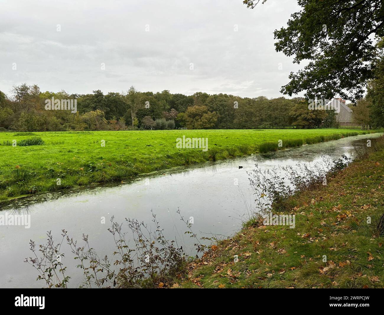 Beautiful trees, green grass and water channel in park Stock Photo