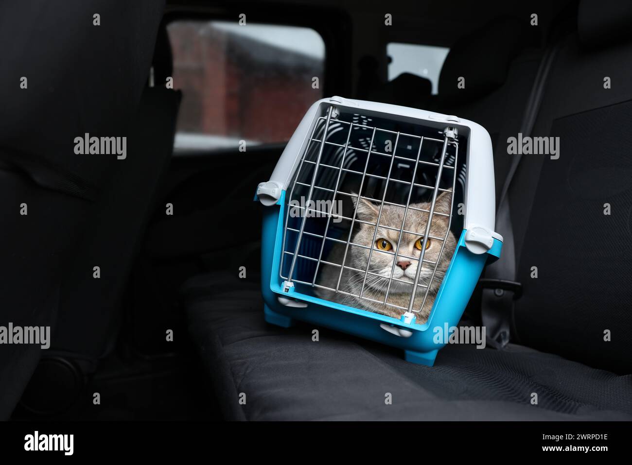 Travel with pet. Cute cat in carrier inside car Stock Photo