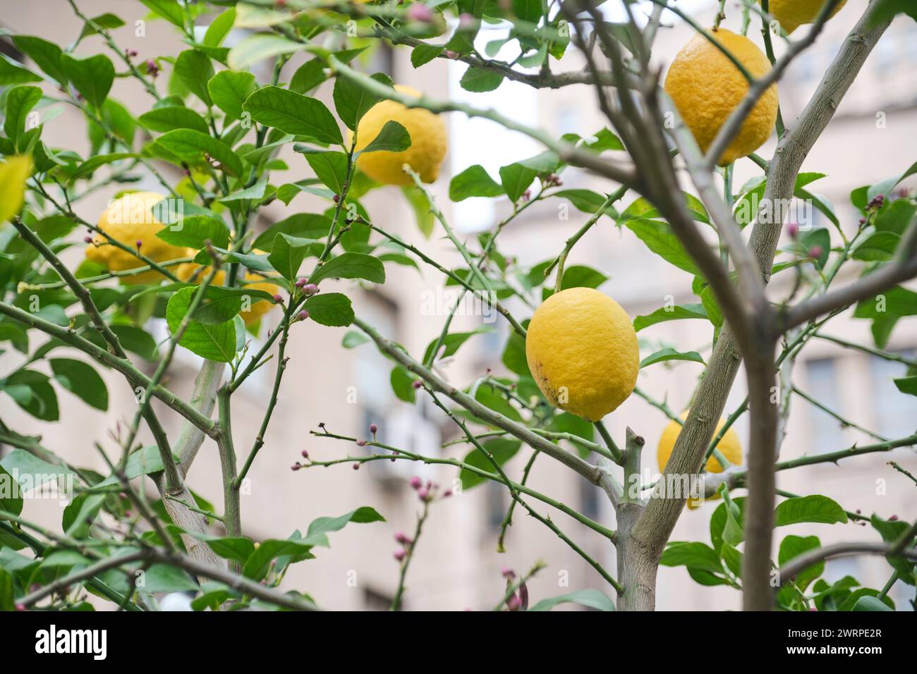 Agroecological Production Hi res Stock Photography And Images Alamy agroecological-production-hi-res-stock-photography-and-images-alamy