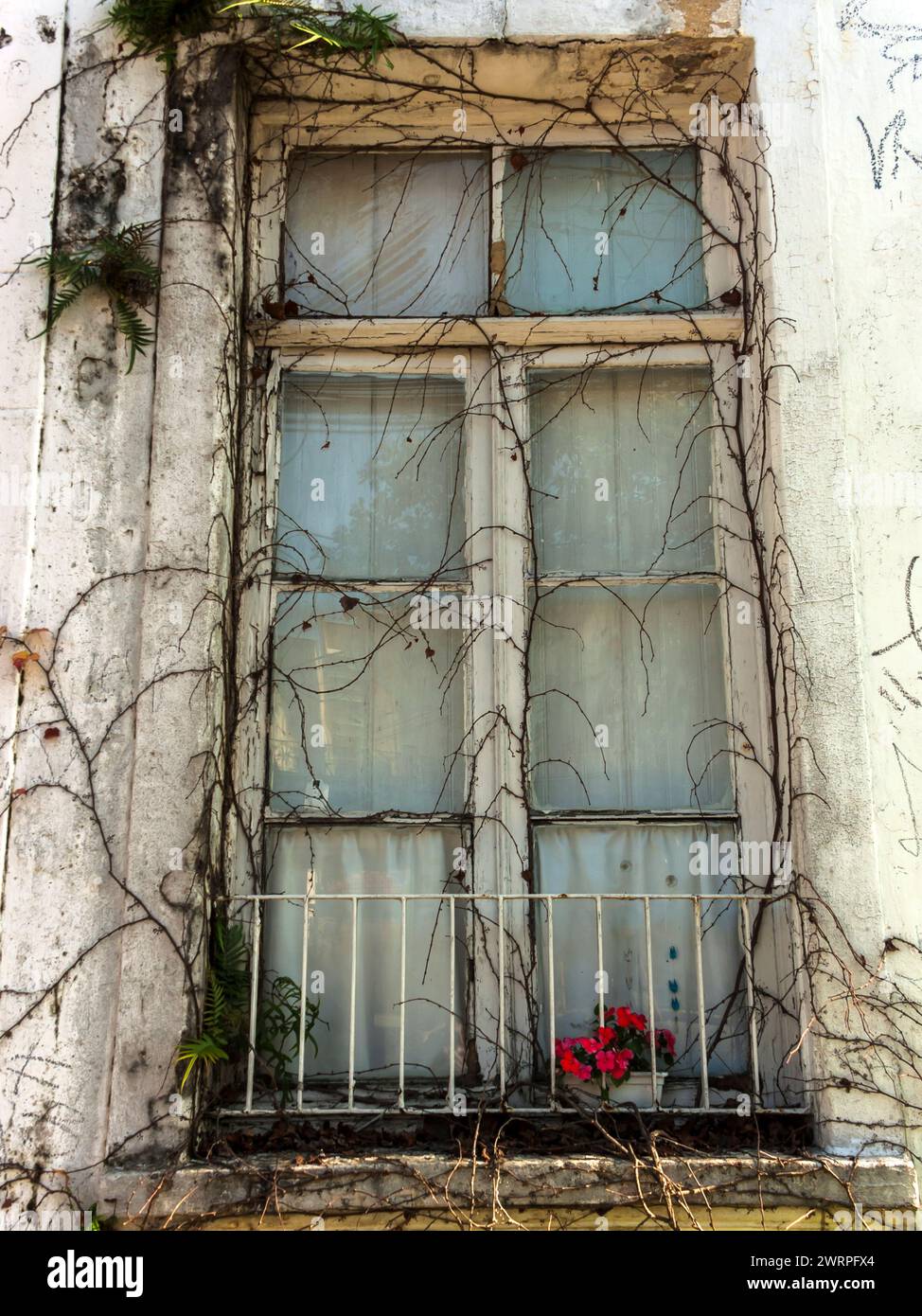 Old closed white wooden window surrounded by a dry plant and a small railing and red flowers, in Brazil Stock Photo