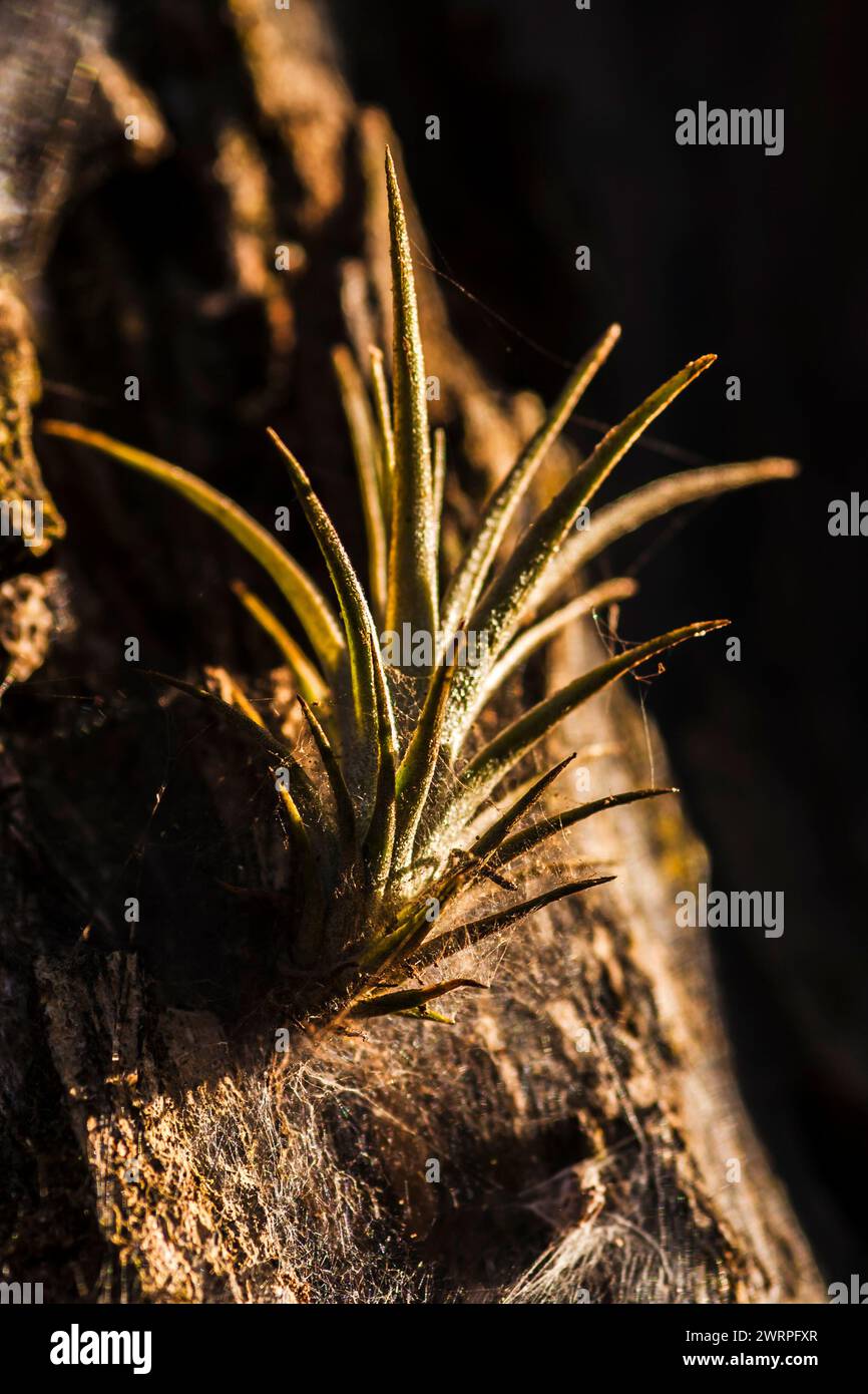 Air plant (Tillandsia tricholepis) hanging in a tree stump, with spider webs in Brazil. Stock Photo