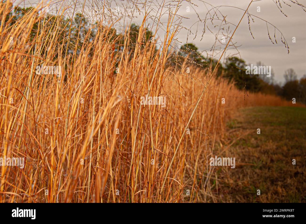 Rural field wild grass hi-res stock photography and images - Alamy