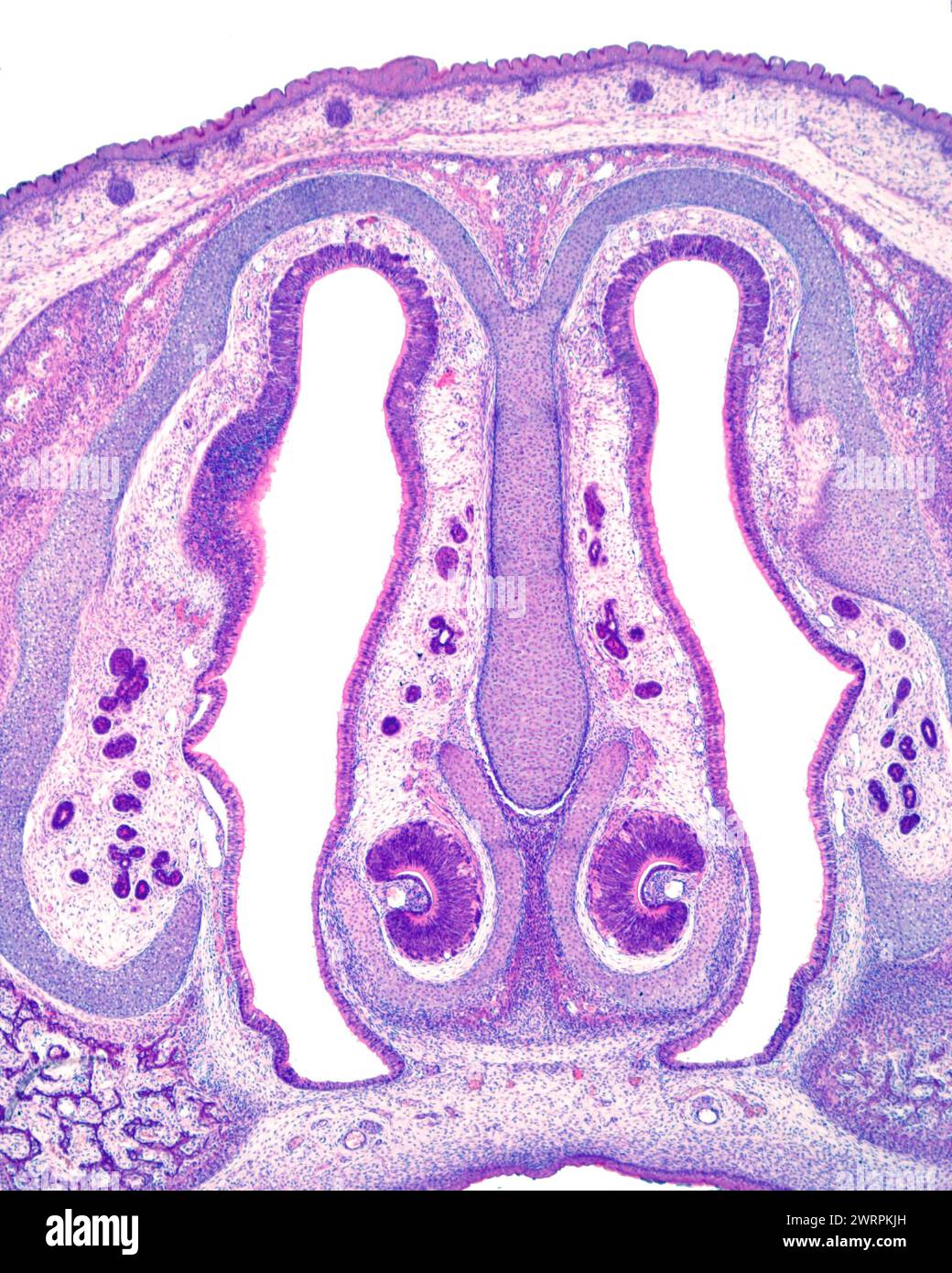 Developing vomeronasal organ, light micrograph Stock Photo Alamy