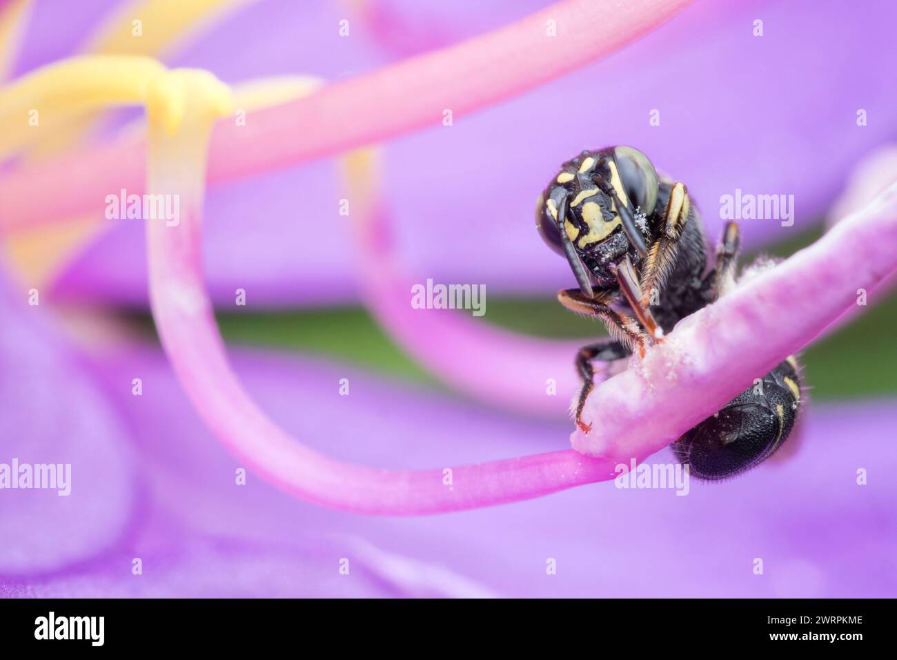 Small carpenter bee on flower Stock Photo