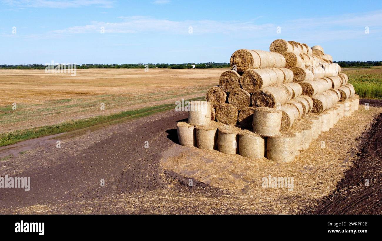 Many bales of rolls of dry straw after wheat harvest on field. Bales in form of rolls of yellow dried twisted straw collected together. Pressed straw. Stacking baling straw. Stacks Skirdy briquettes Stock Photo