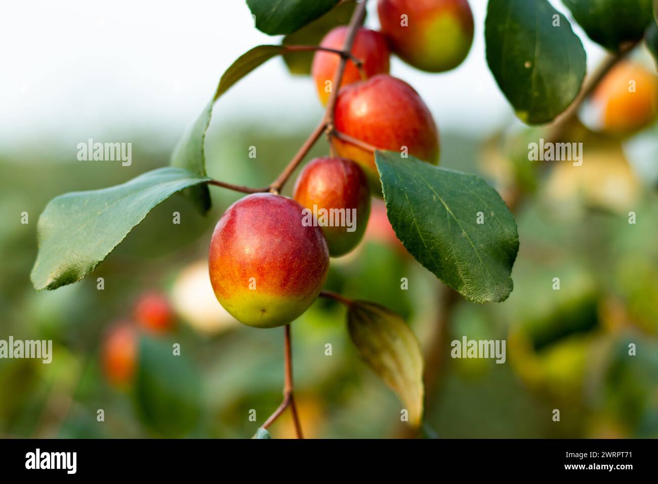 Jujube fruits or sweet apple kul, have neuro-protective effects and promote memory and learning. Potential sources of antioxidants, including ascorbic Stock Photo