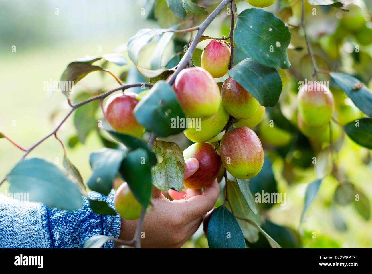Jujube is a sweet, slightly tart fruit native to Southern Asia. Jujube fruits improve immunity, digestion, brain function, and sleep quality Stock Photo