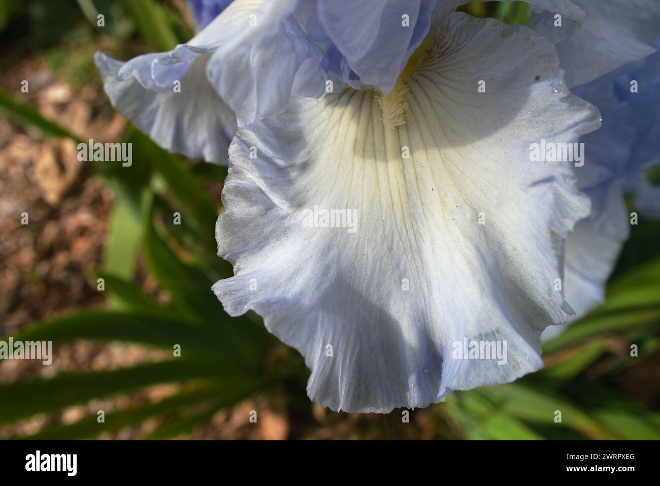 Colorful iris petals shining in the sun displaying its patterns ...