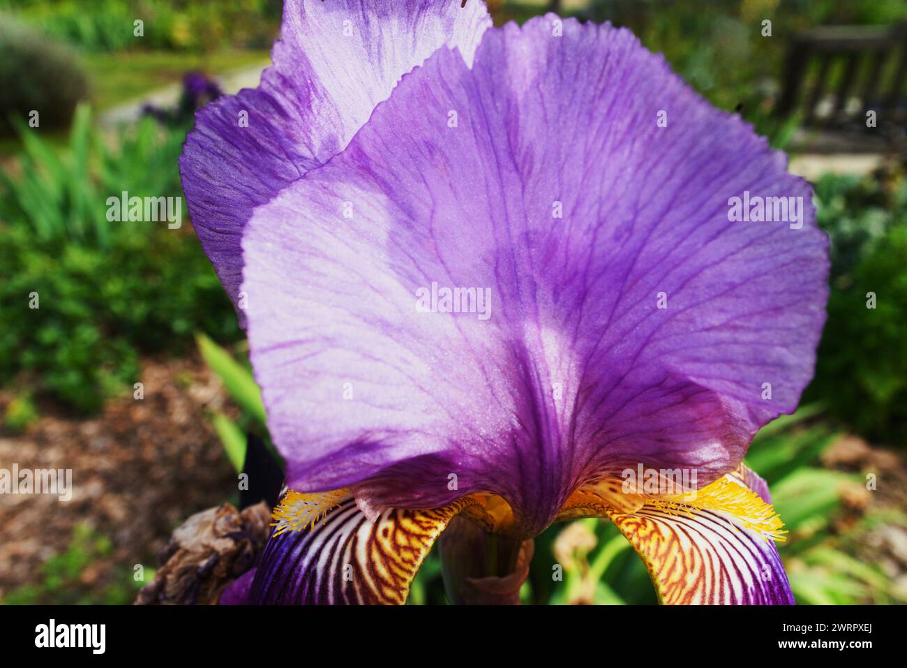 Colorful iris petals shining in the sun displaying its  patterns, texture and lines made by mother nature. Adding beauty and depth to the garden.. Stock Photo