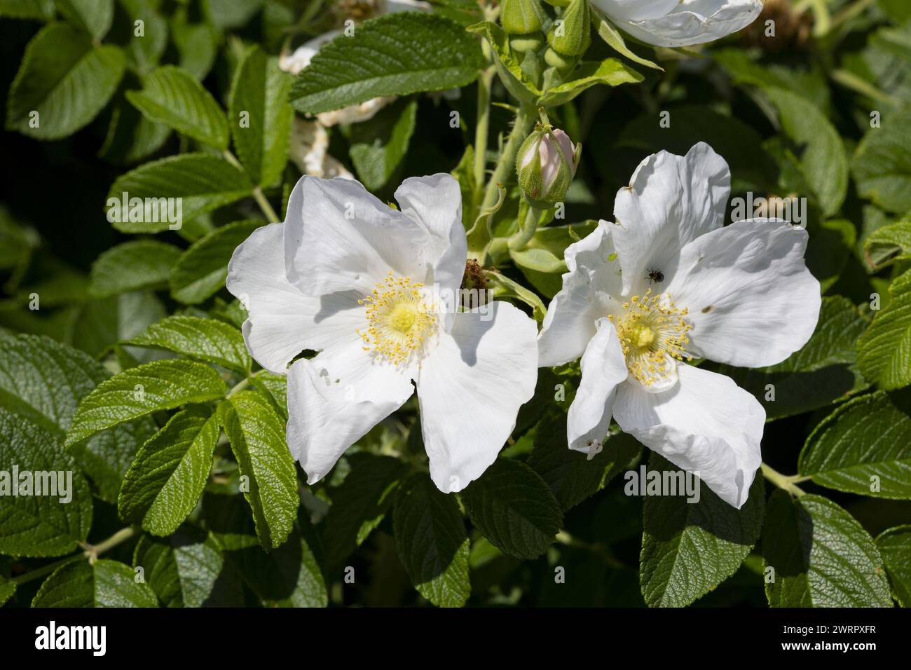 Rosa rugosa 'Alba' has single, white flowers of silky texture with a strong Old Rose fragrance Stock Photo