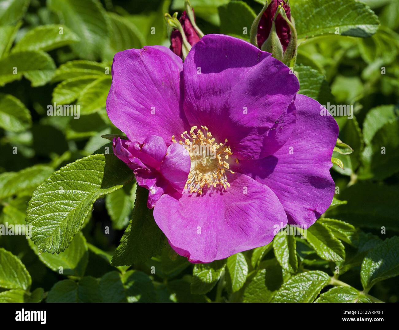 Rosa rugosa 'Rubra has single, dark magenta-pink flowers of silky texture Stock Photo
