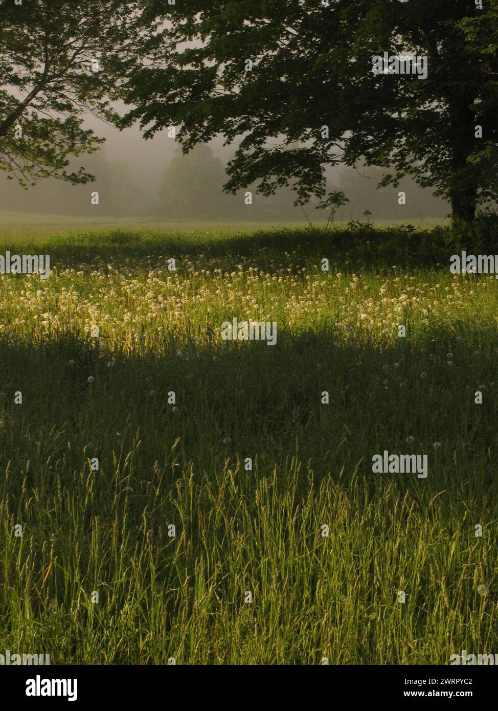 Spring Field 2 Stock Photo - Alamy