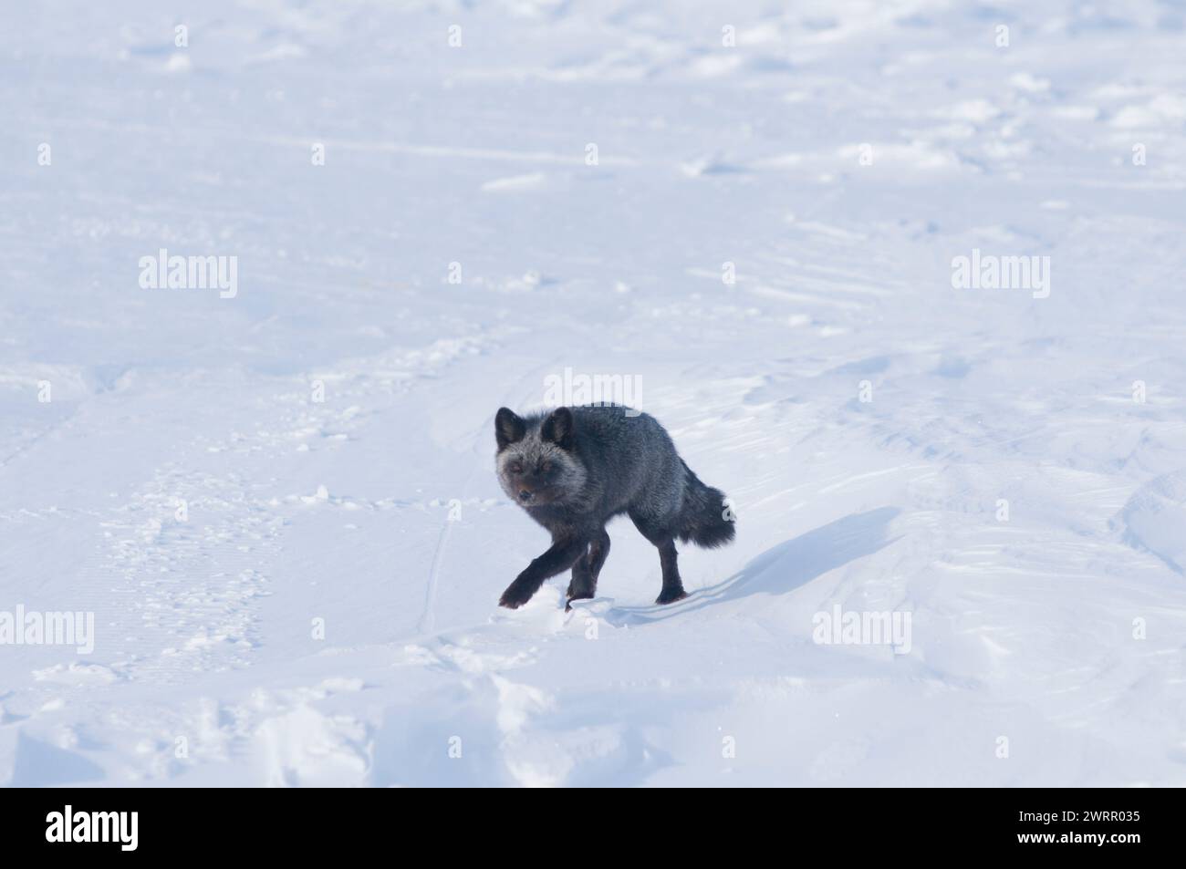 red fox, Vulpes vulpes, adult, its coat a silver phase, travels along the arctic coast in wintertime in search of food, Alaska Stock Photo